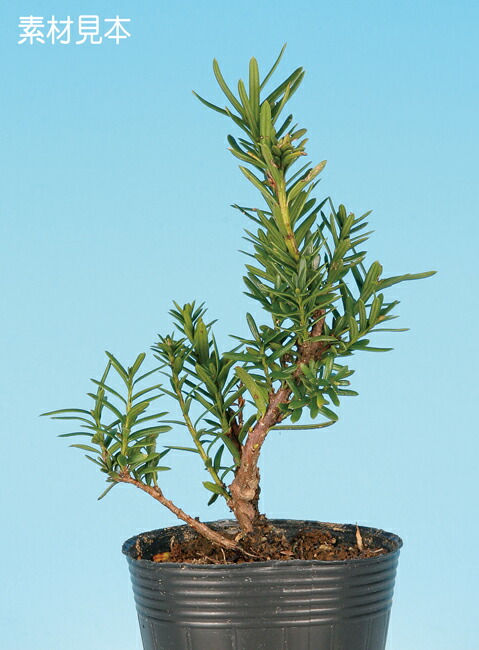 楽天市場】盆栽 ミニ盆栽 「そなれ」 : BONSAI 彩都 楽天市場店