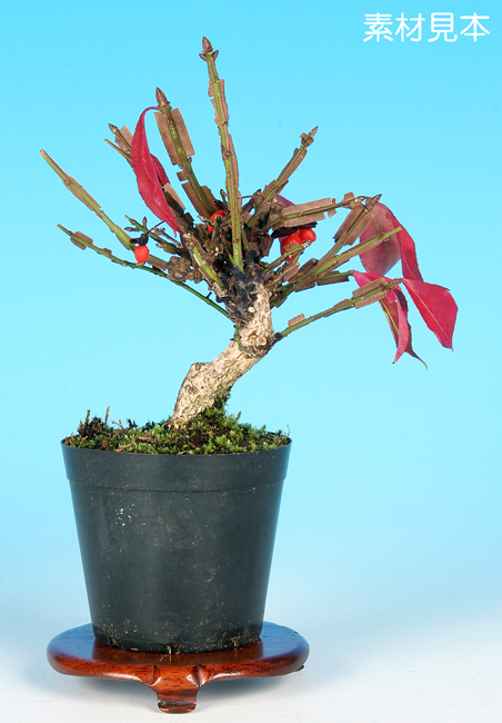 楽天市場】盆栽 特選：錦木（ニシキギ）*現品 にしきぎ Euonymus