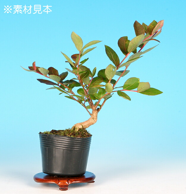 楽天市場】盆栽 黄金一位 イチイ 小品盆栽 ミニ盆栽 松柏 盆栽素材
