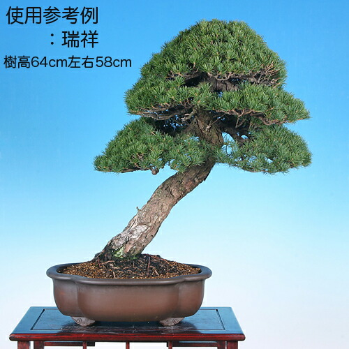 盆栽鉢 中品 大物盆栽に使える尺五寸クラス 現代中国鉢最高級泥鉢 張氏製陶 盆栽彩都 紫泥外縁木瓜式鉢 Bonsai 彩都 店