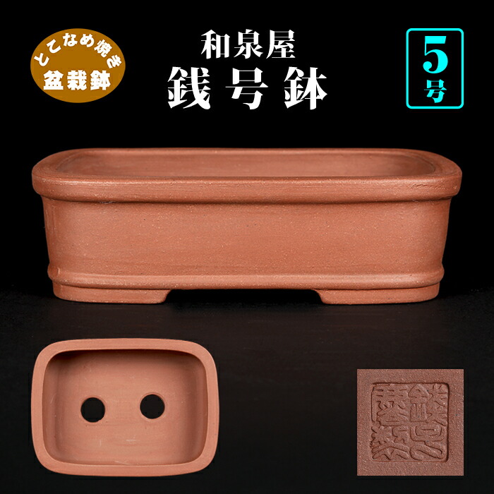 楽天市場】盆栽鉢 銭号外縁雲足長方鉢 植木鉢 常滑 泥鉢 6号 朱泥 小品