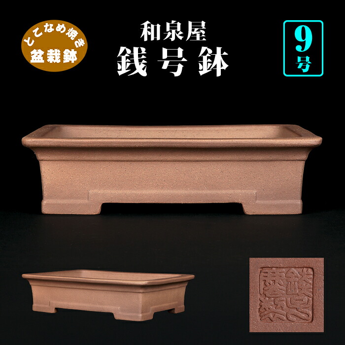 楽天市場】盆栽鉢 銭号外縁雲足長方鉢 植木鉢 常滑 泥鉢 6号 朱泥 小品
