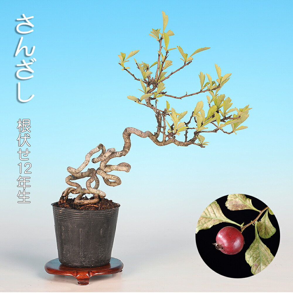 楽天市場】盆栽 ミニ盆栽 「ルビーさんざし」 雑木 花物 実物 素材