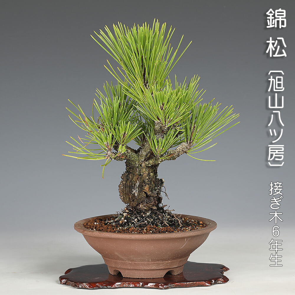 楽天市場】盆栽 特選：錦松 現品*にしきまつ ニシキマツ