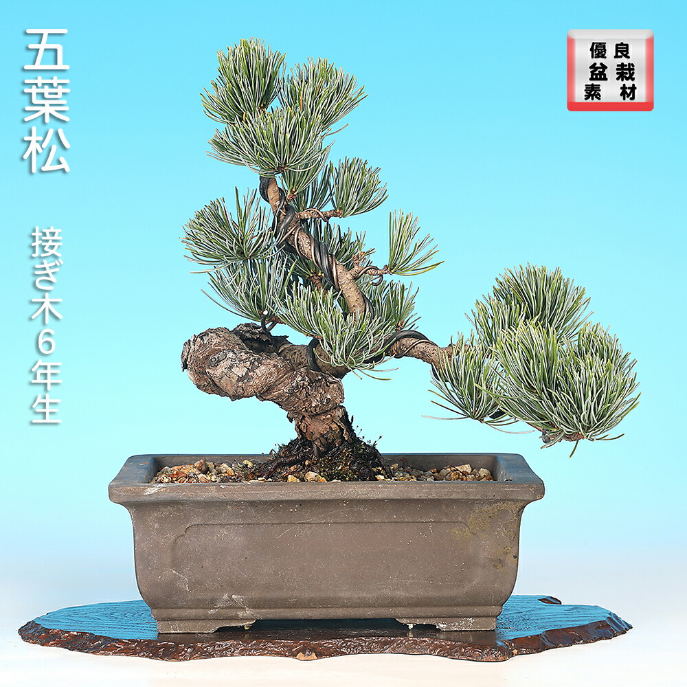 楽天市場】2024年11月撮影五葉松盆栽 本格 盆栽マツ まつ 吾妻 五葉松