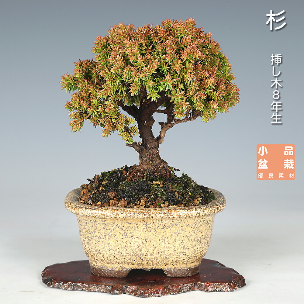 石化杉 小品盆栽 ミニ盆栽 せっかすぎ 【公式通販】