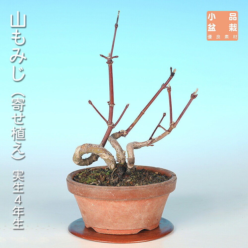 盆栽 山もみじ 寄せ植え モミジ ヤマモミジ 実生14年生 小品盆栽 ミニ盆栽 葉物盆栽 盆栽素材 【送料無料】