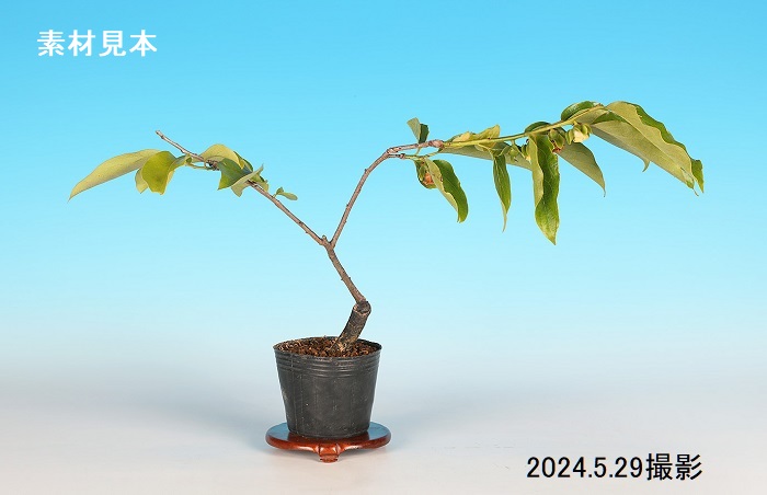 『千成柿』 楽天市場】庭木・植木苗：千成柿（せんなりがき）*鑑賞柿の最高