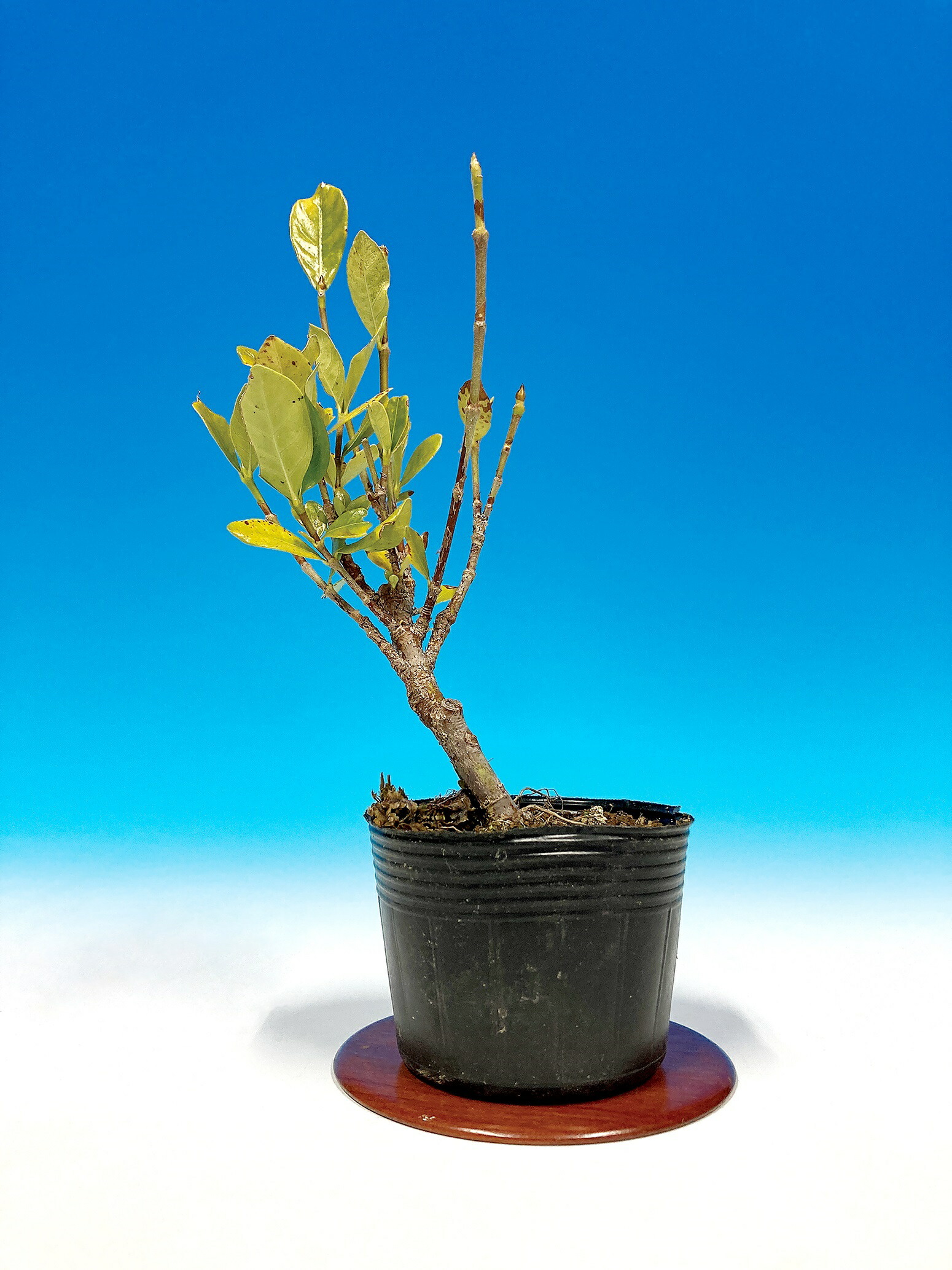 楽天市場】盆栽 ミニ盆栽 「くちなし〔喜代誉〕」 雑木 花物 実物 素材