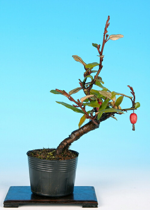 楽天市場】盆栽 寒グミの盆栽【現品】 : 山野草と盆栽の専門店ヴェールモア