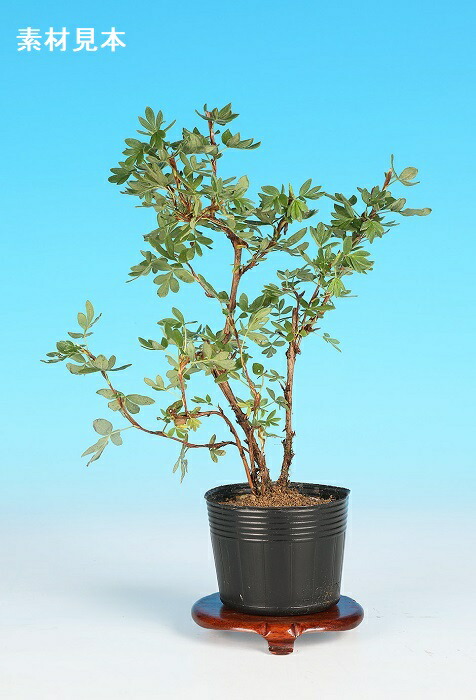 楽天市場】ミニ盆栽 「屋久島萩」 : BONSAI 彩都 楽天市場店