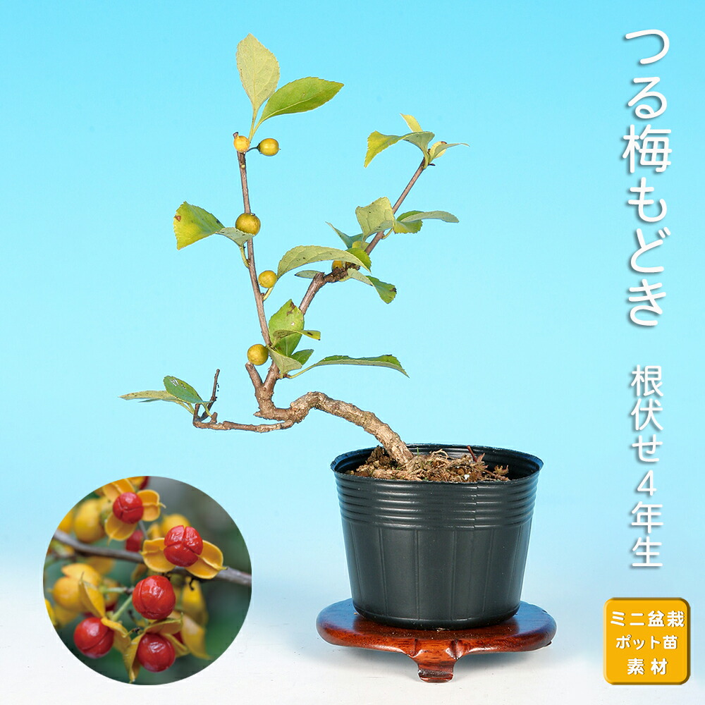 ウメモドキ☆梅擬☆太幹☆小品素材☆樹高16cm 盆栽 梅擬