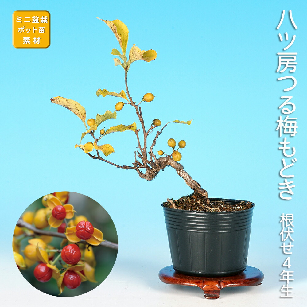 楽天市場】盆栽 ミニ盆栽 「ルビーさんざし」 雑木 花物 実物 素材