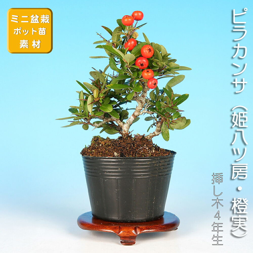 楽天市場】盆栽 ミニ盆栽 「百日紅（なごり雪）」 サルスベリ