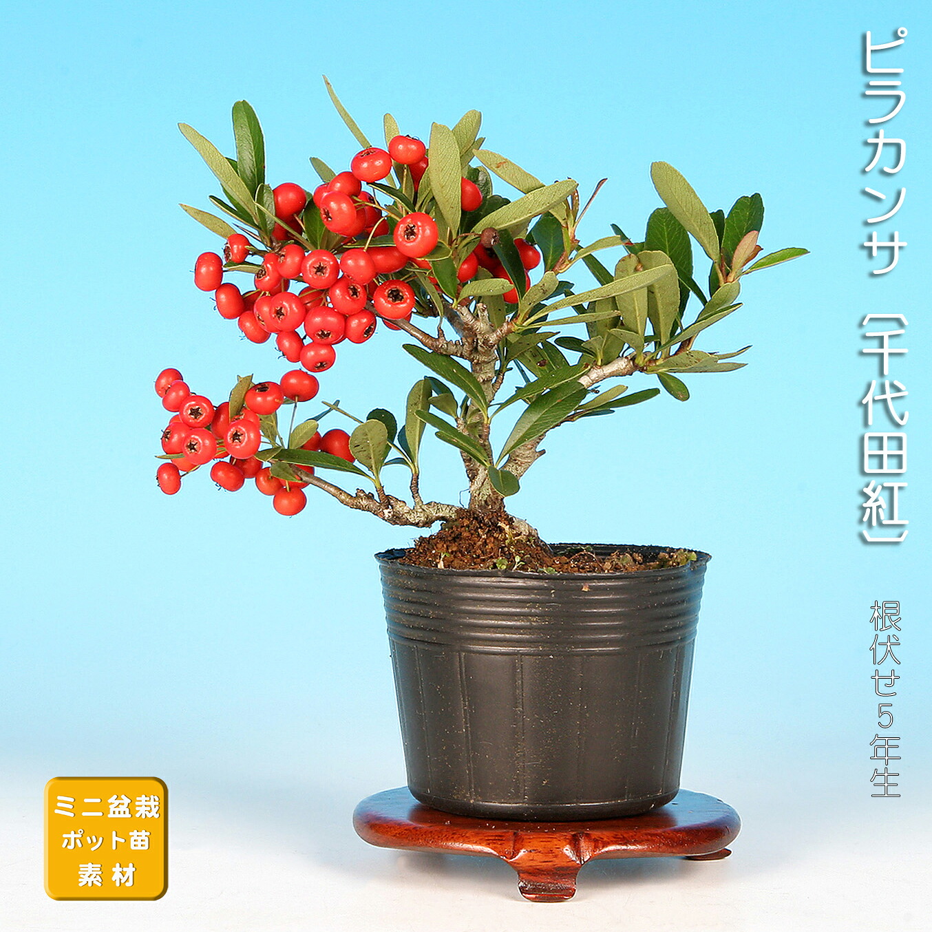 楽天市場】盆栽 ピラカンサ 姫八ッ房 橙実 タチバナモドキ 橘もどき 橘