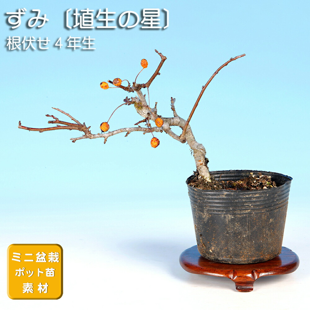 深山カイドウ 盆栽 Amazon.co.jp: 深山海棠 ミヤマカイドウ カイドウ 海棠 盆栽