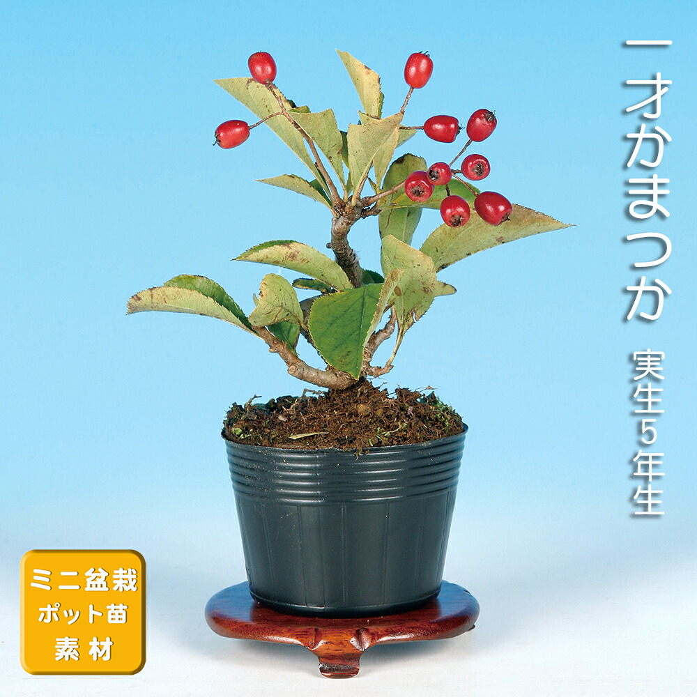 楽天市場】盆栽 錦性まゆみ マユミ 真弓 小品盆栽 ミニ盆栽 雑木 実物