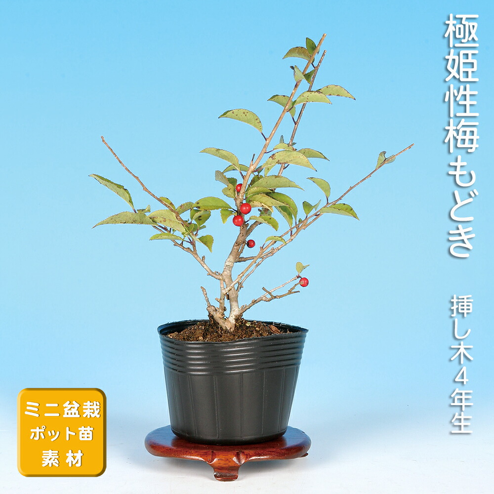 楽天市場】盆栽 錦性まゆみ マユミ 真弓 小品盆栽 ミニ盆栽 雑木 実物