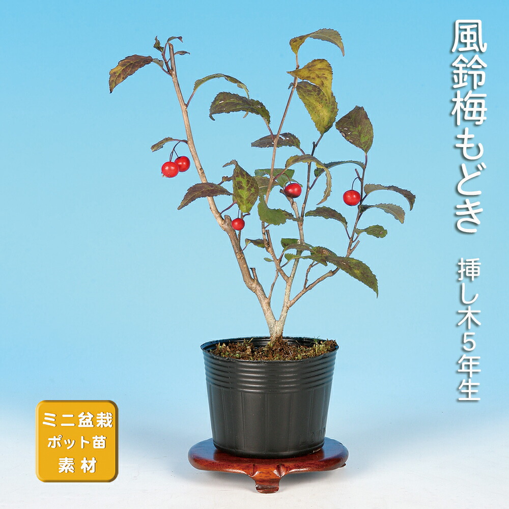 楽天市場】盆栽 極姫性梅もどき 梅擬 うめもどき ウメモドキ 小品盆栽