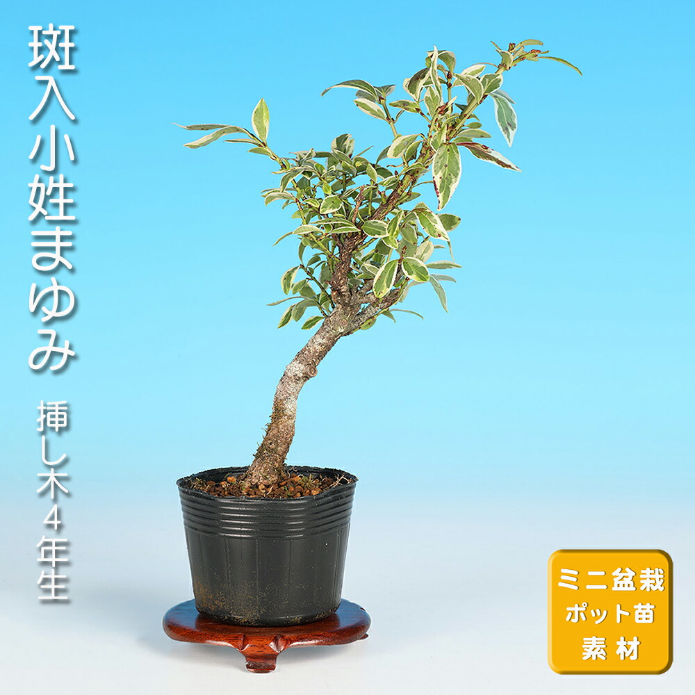 コマユミ 盆栽 盆栽 小マユミ -コマユミ- no.2/盆栽、多肉植物、塊根植物、観葉