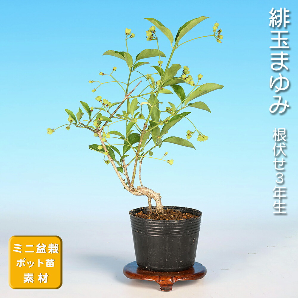 小品盆栽鉢　盆栽鉢　佑泉 盆栽鉢・水盤,現代小鉢,平安佑泉 | 遊恵盆栽 本店