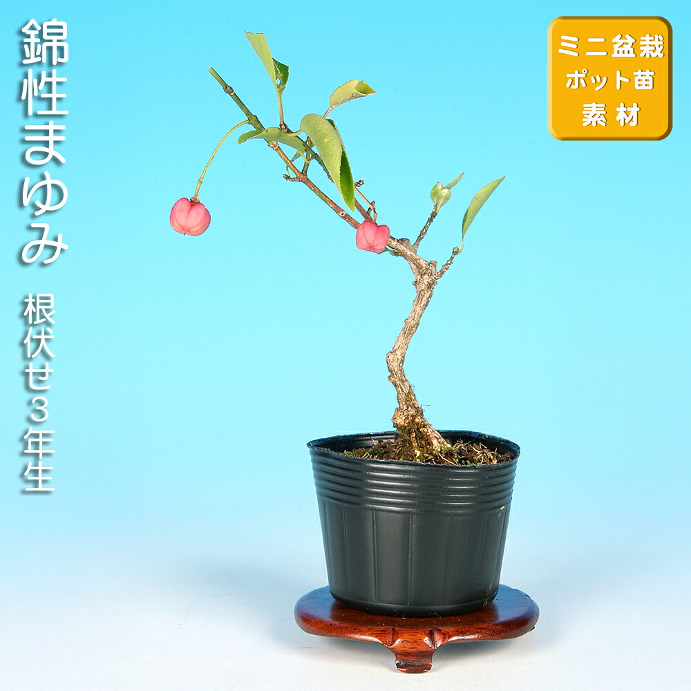 送料無料　ミニ盆栽　白実の真弓　樹高１０センチ