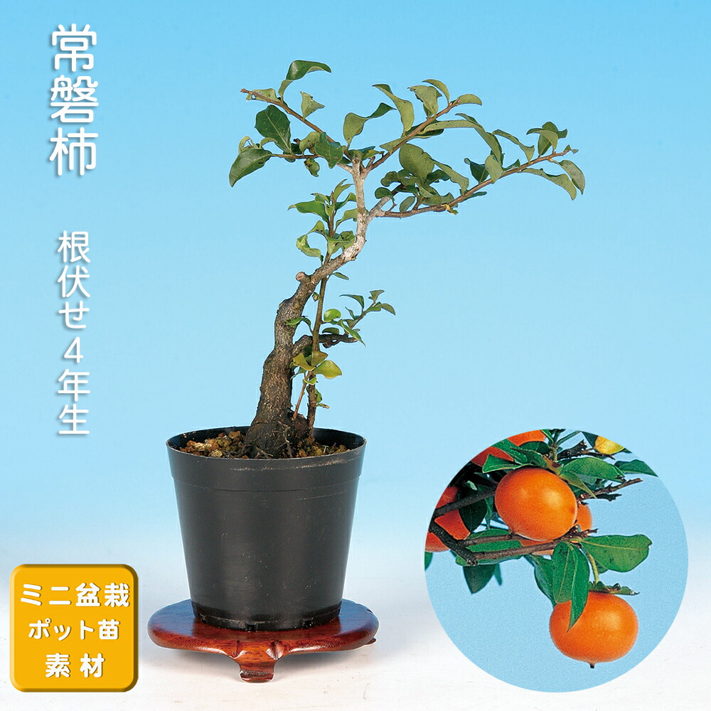 老爺柿曲付3幹盆栽 18年生 9 盆栽 ミニ盆栽 「老爺柿（雄