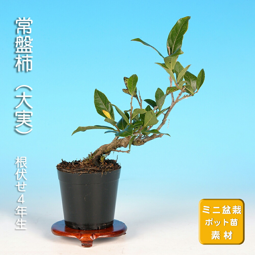 ミニ盆栽。黄梅ミニ盆栽です。 楽天市場】【マラソン期間限定】10％OFFクーポン配布中！ミニ盆栽 梅