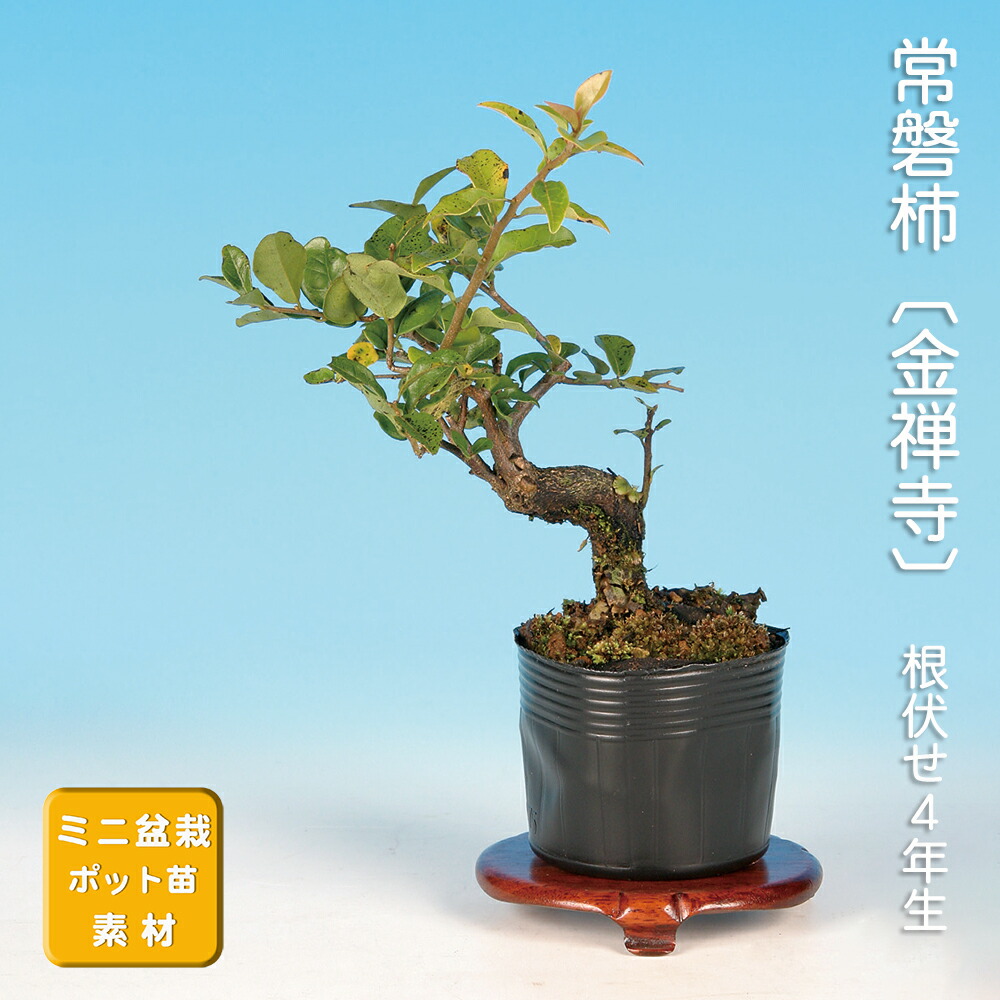 楽天市場】盆栽 柿 #93（造花）【ギフトバッグ対応可】 : あーかんび