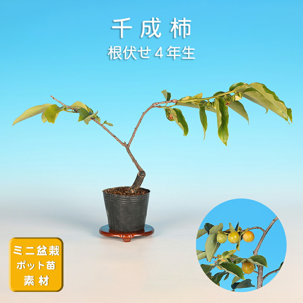 楽天市場】盆栽 ミニ盆栽 「常盤柿（雄木）」 カキ 豆柿 マメガキ