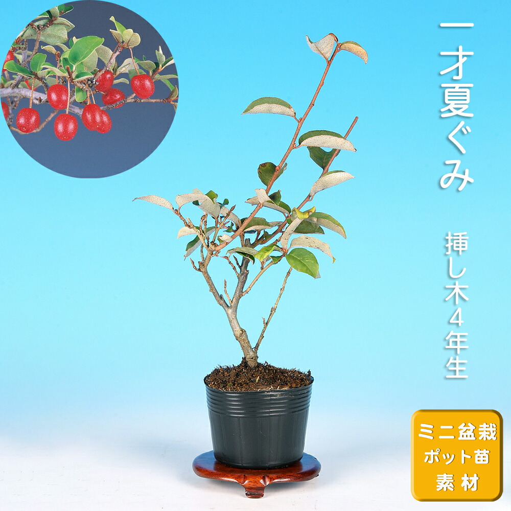 楽天市場】盆栽 実のなる盆栽《特上》「旬」ぐみ盆栽 W