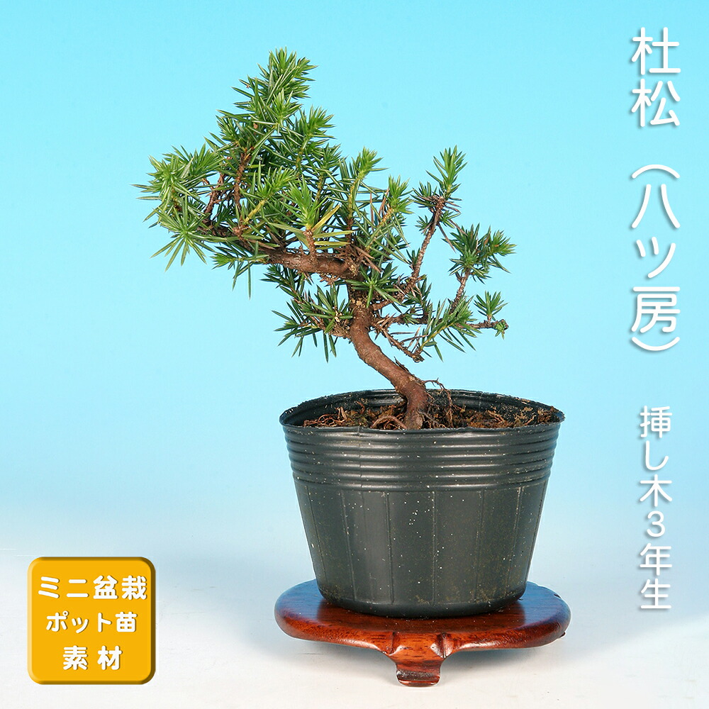 大品八房赤松盆栽 楽天市場】苗：八房赤松三河性 : 遊恵盆栽 楽天市場店