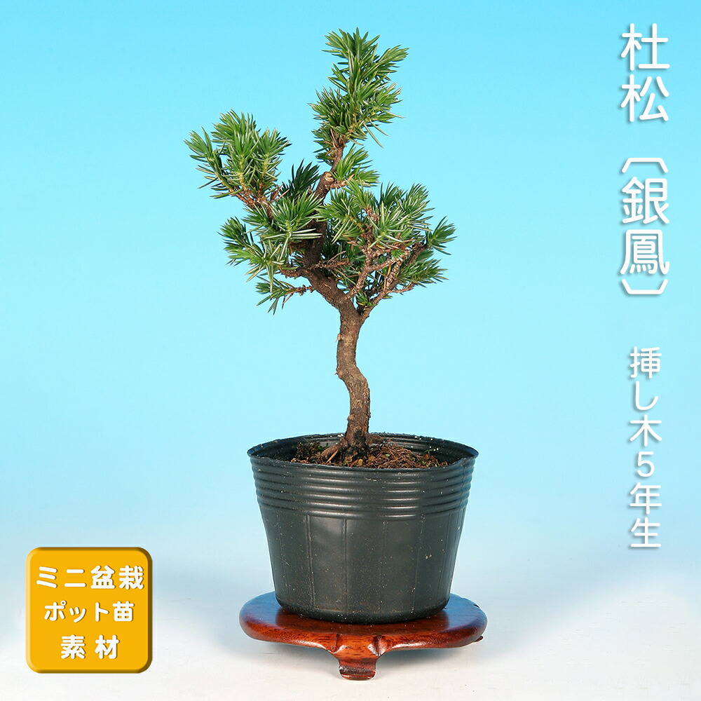 楽天市場】盆栽 杜松高嶺 トショウ 小品盆栽 ミニ盆栽 松柏 盆栽素材