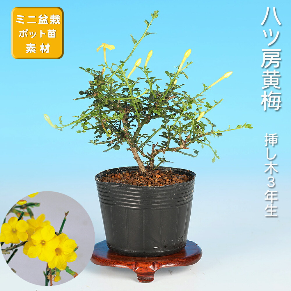楽天市場】盆栽 ピラカンサ 姫八ッ房 橙実 タチバナモドキ 橘もどき 橘