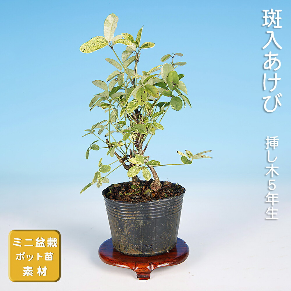 楽天市場】盆栽 五ッ葉あけび 挿し木18年生 アケビ 木通 実物盆栽 小品