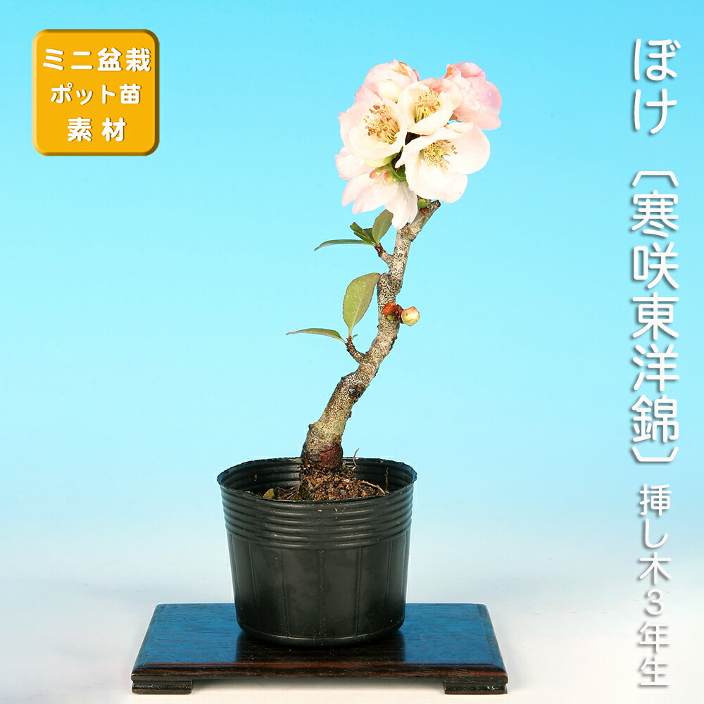 楽天市場】盆栽 ミニ盆栽 「そなれ」 : BONSAI 彩都 楽天市場店