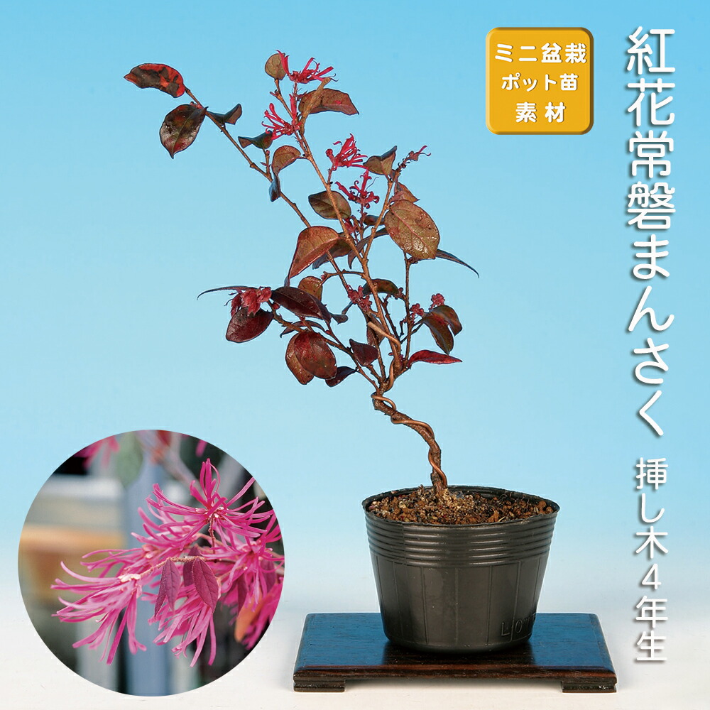 楽天市場】盆栽 ミニ盆栽 「ルビーさんざし」 雑木 花物 実物 素材