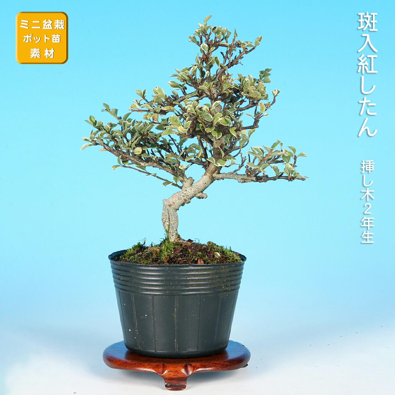 フォローワー様100人記念❗️クチナシ盆栽 小品盆栽 雑木盆栽 フォロー