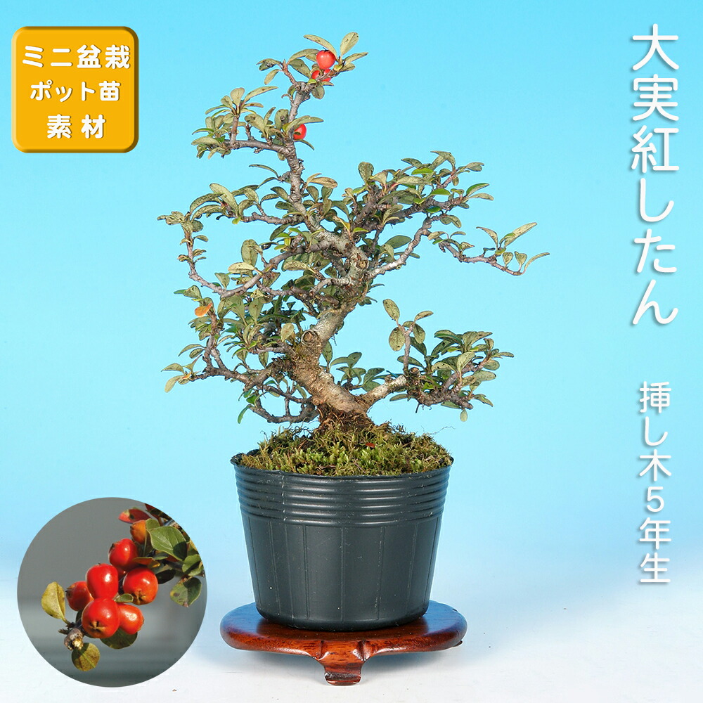 楽天市場】盆栽 荒皮いぼた イボタ 水蝋 小品盆栽 ミニ盆栽 盆栽素材