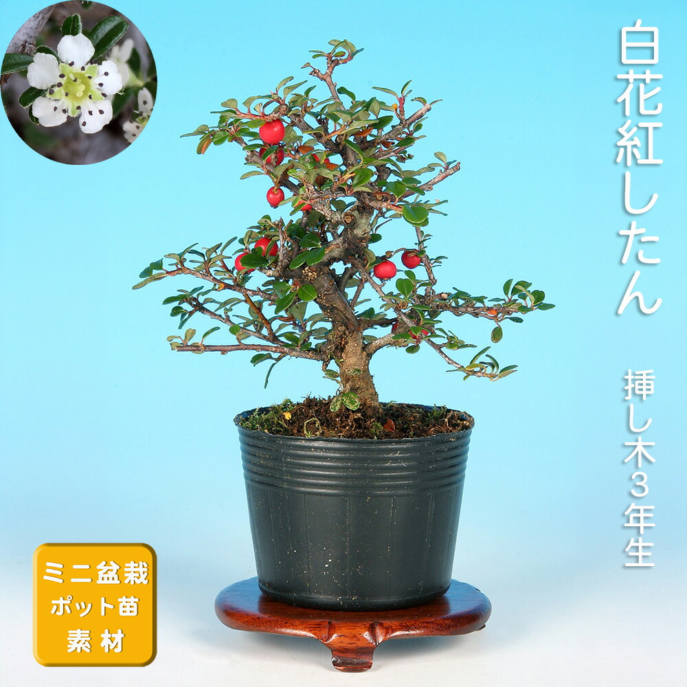 楽天市場】【スーパーSALE半額 通常価格9,289円が4,644円】盆栽