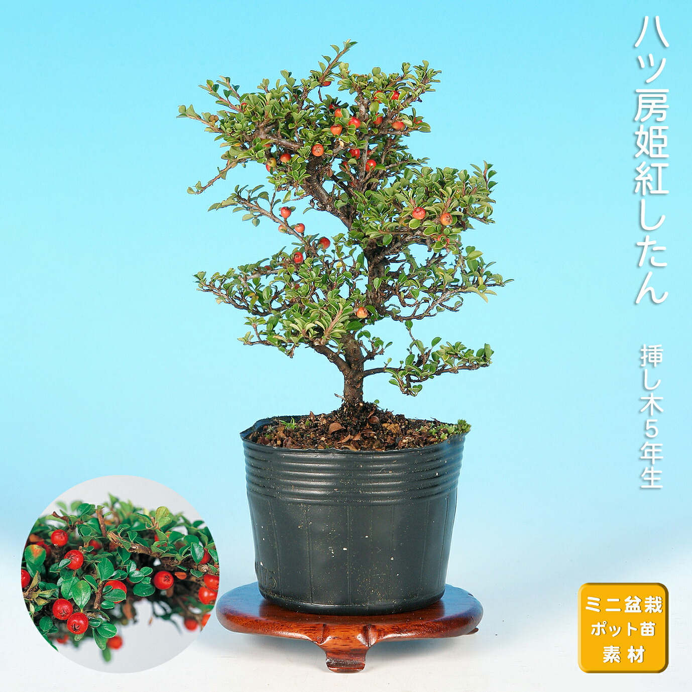 クチナシ [模様木] 小品盆栽 クチナシ [模様木] 小品盆栽