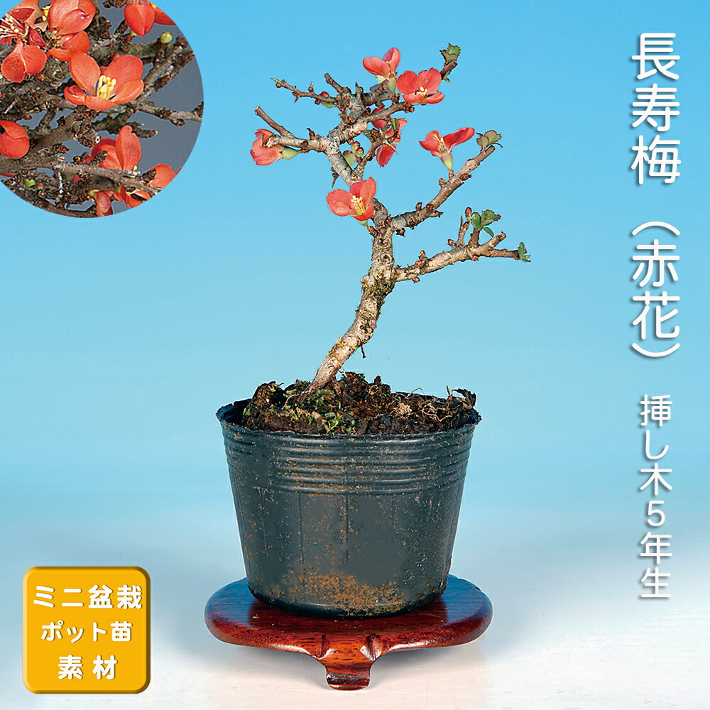 楽天市場】盆栽 「甲州野梅」 野梅 ヤバイ やばい 雑木盆栽 花物盆栽