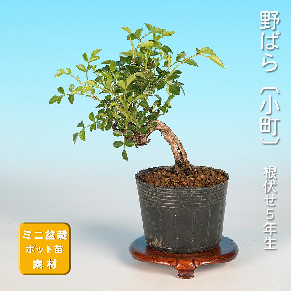 楽天市場】野バラ - 雅 - 小品盆栽 根上り（4.5号撫角鉢） 【いよじ園