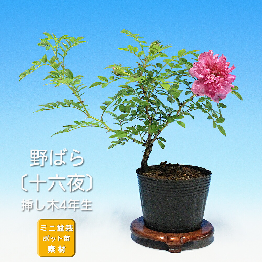 楽天市場】野バラ - 雅 - 小品盆栽 根上り（4.5号撫角鉢） 【いよじ園