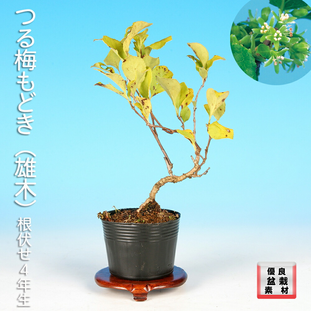 楽天市場】ツルウメモドキ 9〜10.5cmポット苗 数量割引あり/樹高10