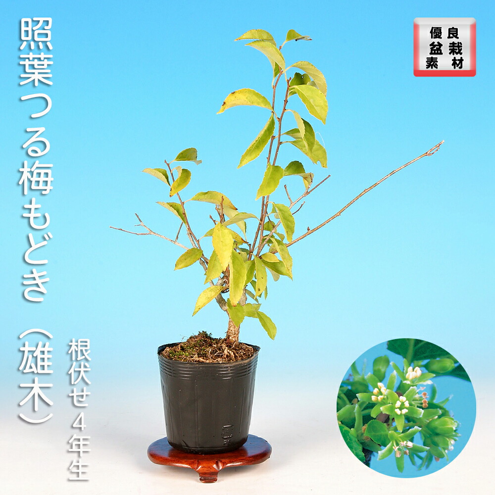 楽天市場】盆栽 極姫性梅もどき 梅擬 うめもどき ウメモドキ 小品盆栽