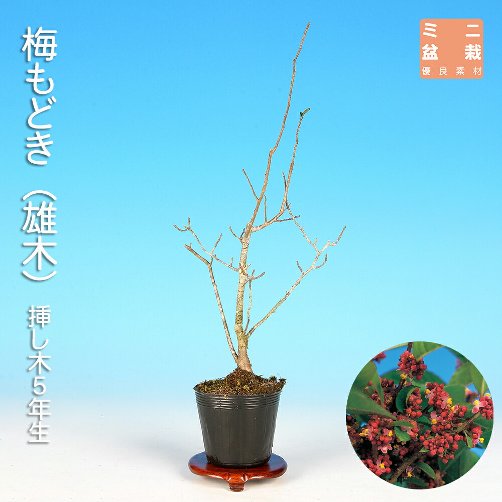 ✿年末セール 老爺柿 雄木 ロウヤガキ 極小葉性 オス木 盆栽 (X) 楽天市場】盆栽 老爺柿 雄木 ロウヤガキ ローヤ柿 小品盆栽 ミニ盆栽