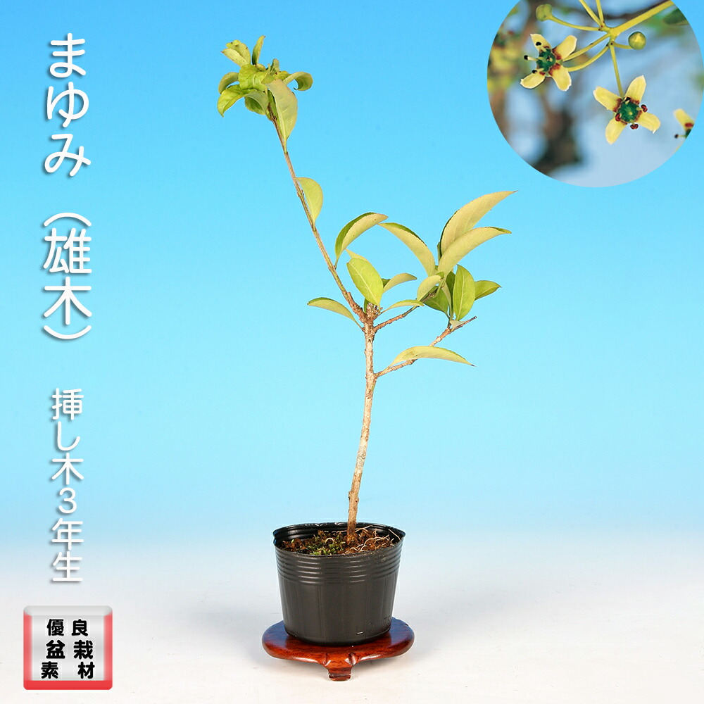 楽天市場】盆栽 老爺柿 雄木 ロウヤガキ ローヤ柿 小品盆栽 ミニ盆栽