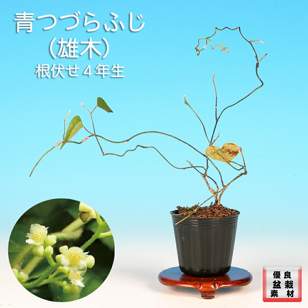 楽天市場】盆栽 ミニ盆栽 「ルビーさんざし」 雑木 花物 実物 素材