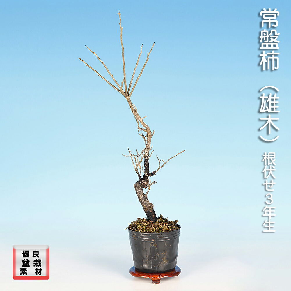 楽天市場】盆栽 老爺柿 雄木 ロウヤガキ ローヤ柿 小品盆栽 ミニ盆栽